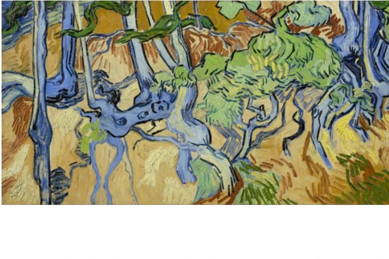 Le système racinaire des plantes